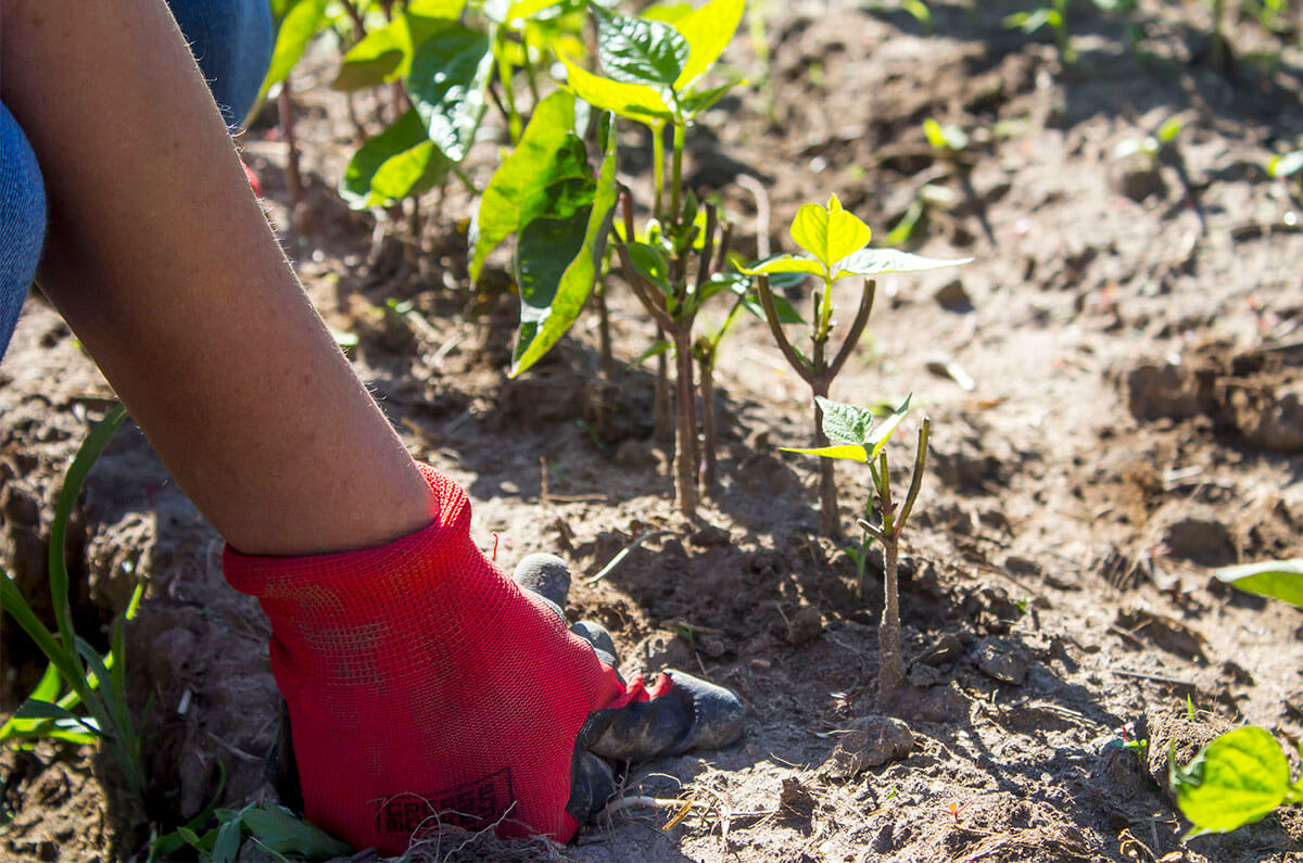kfb-urban-growing kfb-urban-growing